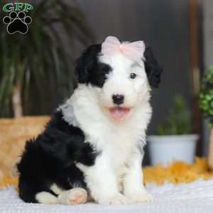 Jellybean, Mini Sheepadoodle Puppy